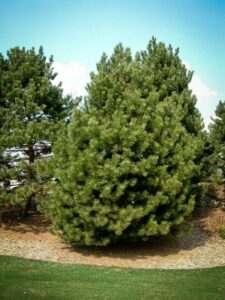 Сосна Чёрная (Pinus Nigra) купить по цене от 270.00р. в интернет-магазине «Посадика» с доставкой почтой в в Александрове и по всей России – [изображение №1].