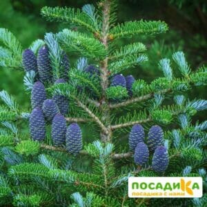 Пихта корейская (Abies koreana) купить по цене от 450.00р. в интернет-магазине «Посадика» с доставкой почтой в в Александрове и по всей России – [изображение №1].