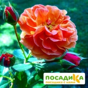 Роза Арабия купить по цене от 350.00р. в интернет-магазине «Посадика» с доставкой почтой в в Александрове и по всей России – [изображение №1].