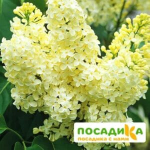 Сирень Примроуз (Primrose) купить по цене от 529.00р. в интернет-магазине «Посадика» с доставкой почтой в в Александрове и по всей России – [изображение №1].