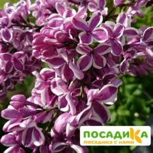 Сирень Сенсация купить по цене от 529.00р. в интернет-магазине «Посадика» с доставкой почтой в в Александрове и по всей России – [изображение №1].