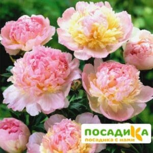 Пион Распберри Сандей (Paeonia Raspberry Sundae) купить по цене от 959р. в интернет-магазине «Посадика» с доставкой почтой в в Александрове и по всей России – [изображение №1].