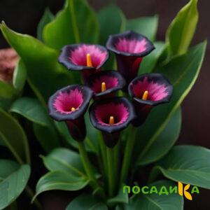 Калла Аура Лейс купить по цене от 400р. в интернет-магазине «Посадика» с доставкой почтой в в Александрове и по всей России – [изображение №1].