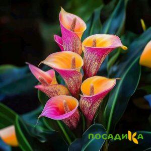 Калла Оникс купить по цене от 450р. в интернет-магазине «Посадика» с доставкой почтой в в Александрове и по всей России – [изображение №1].