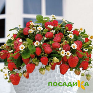 Клубника Рубиновый Шепот (горшечная) купить по цене от 240р. в интернет-магазине «Посадика» с доставкой почтой в в Александрове и по всей России – [изображение №1].
