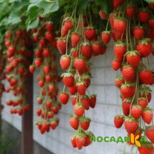 Клубника вьющаяся Комплимент купить по цене от 470р. в интернет-магазине «Посадика» с доставкой почтой в в Александрове и по всей России – [изображение №1].