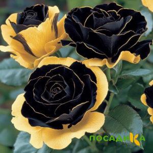 Роза Ханни Сикл купить по цене от 700р. в интернет-магазине «Посадика» с доставкой почтой в в Александрове и по всей России – [изображение №1].