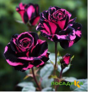 Роза Багровый Шепот купить по цене от 366р. в интернет-магазине «Посадика» с доставкой почтой в в Александрове и по всей России – [изображение №1].