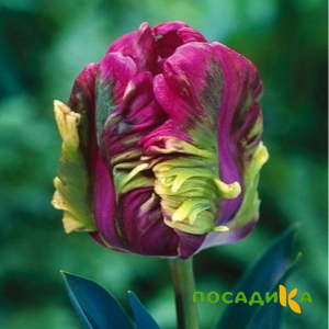 Тюльпан Экзотик Хэвен купить по цене от 186р. в интернет-магазине «Посадика» с доставкой почтой в в Александрове и по всей России – [изображение №1].