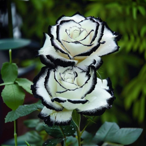 Роза Силк Ивин купить по цене от 319р. в интернет-магазине «Посадика» с доставкой почтой в в Александрове и по всей России – [изображение №1].